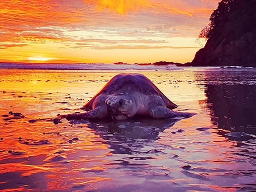 turtles ostional