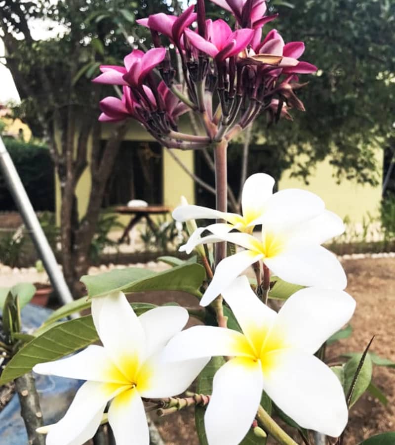 casa mango rental