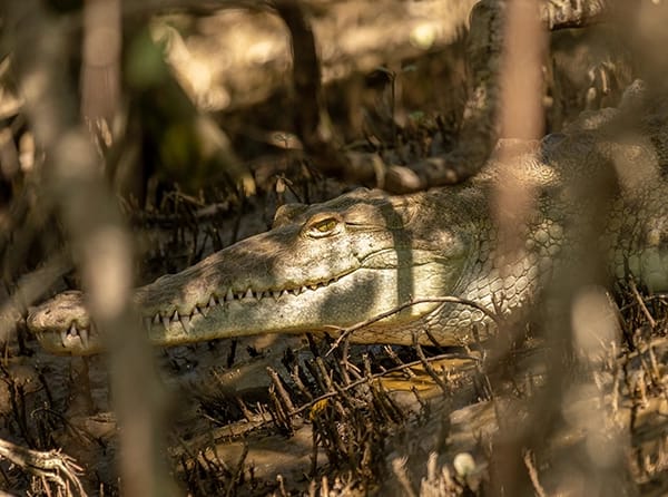 palo verde crocodiles