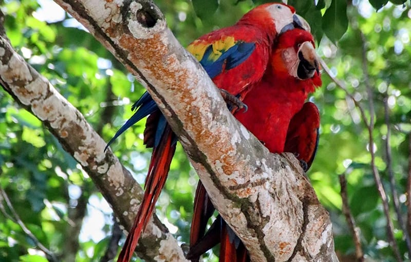 macaw in costa rica