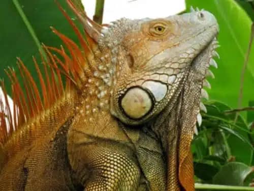 Iguana Modeling iguana costa rica