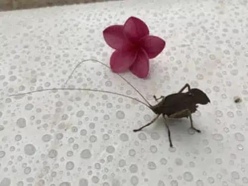 Insects insects costa rica