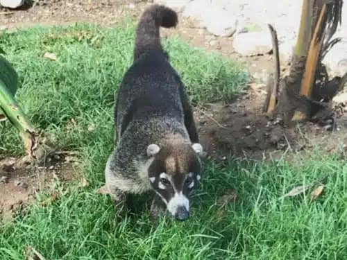 Pizote pizote costa rica