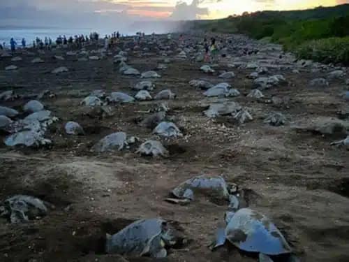 Turtle Arrivada turtle arrivada nosara