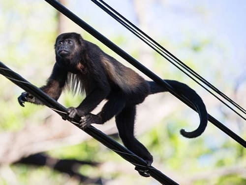 Howler Monkey howler monkeys nosara