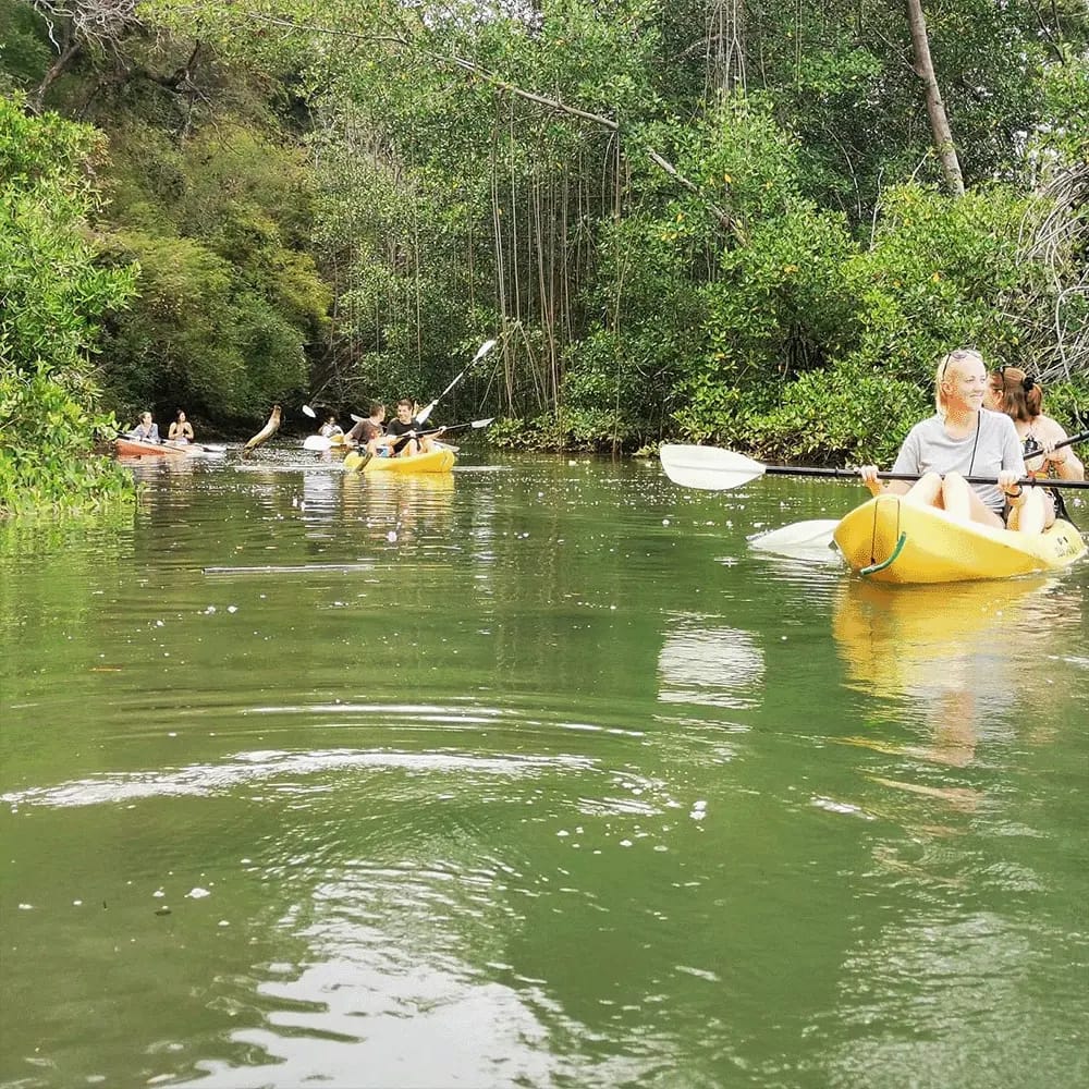 mangrove kayak tour