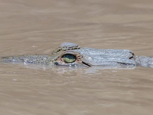 mangrove cocodrile