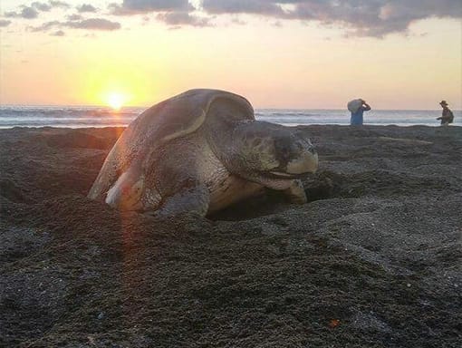 turtle_page