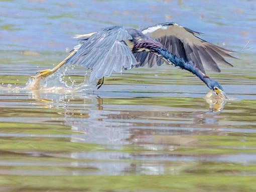 mangrove_bird_water mangrove bird
