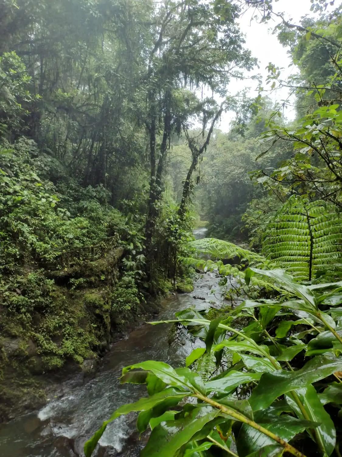 rainforest costa rica
