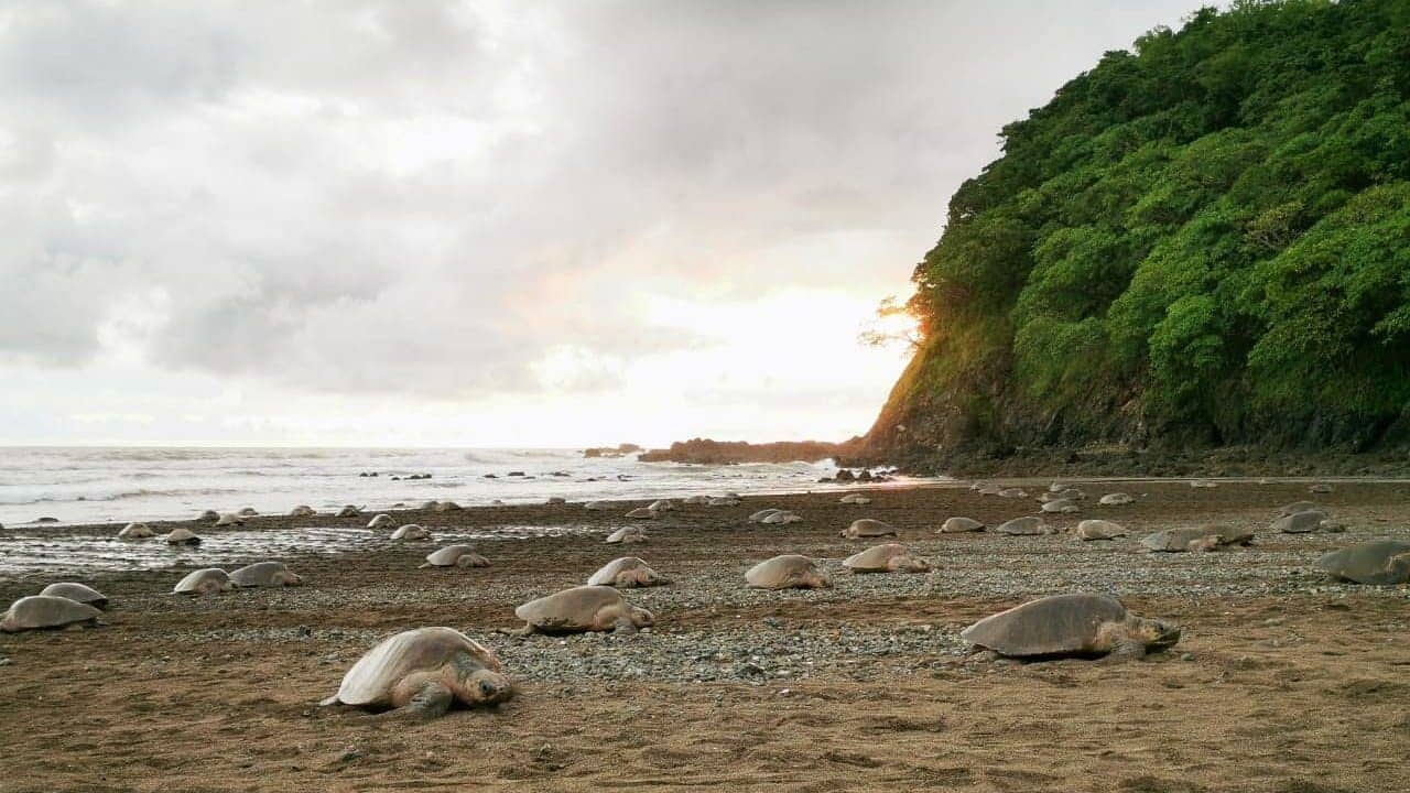 turtles costa rica
