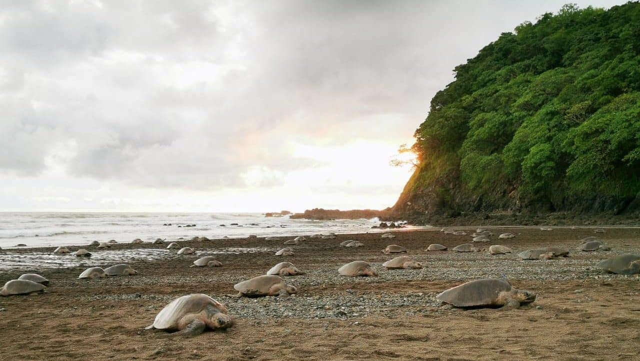 turtles costa rica 