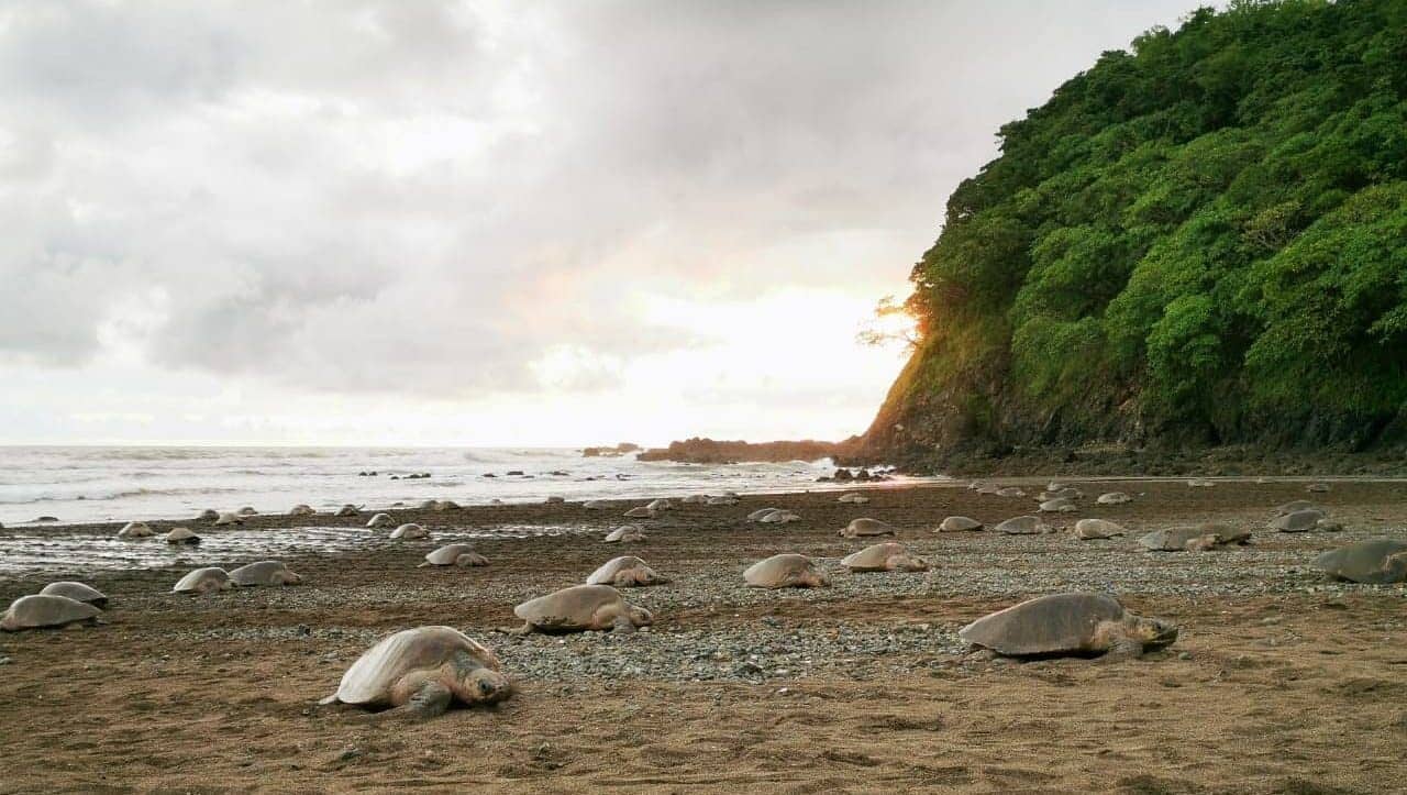 turtles costa rica 
