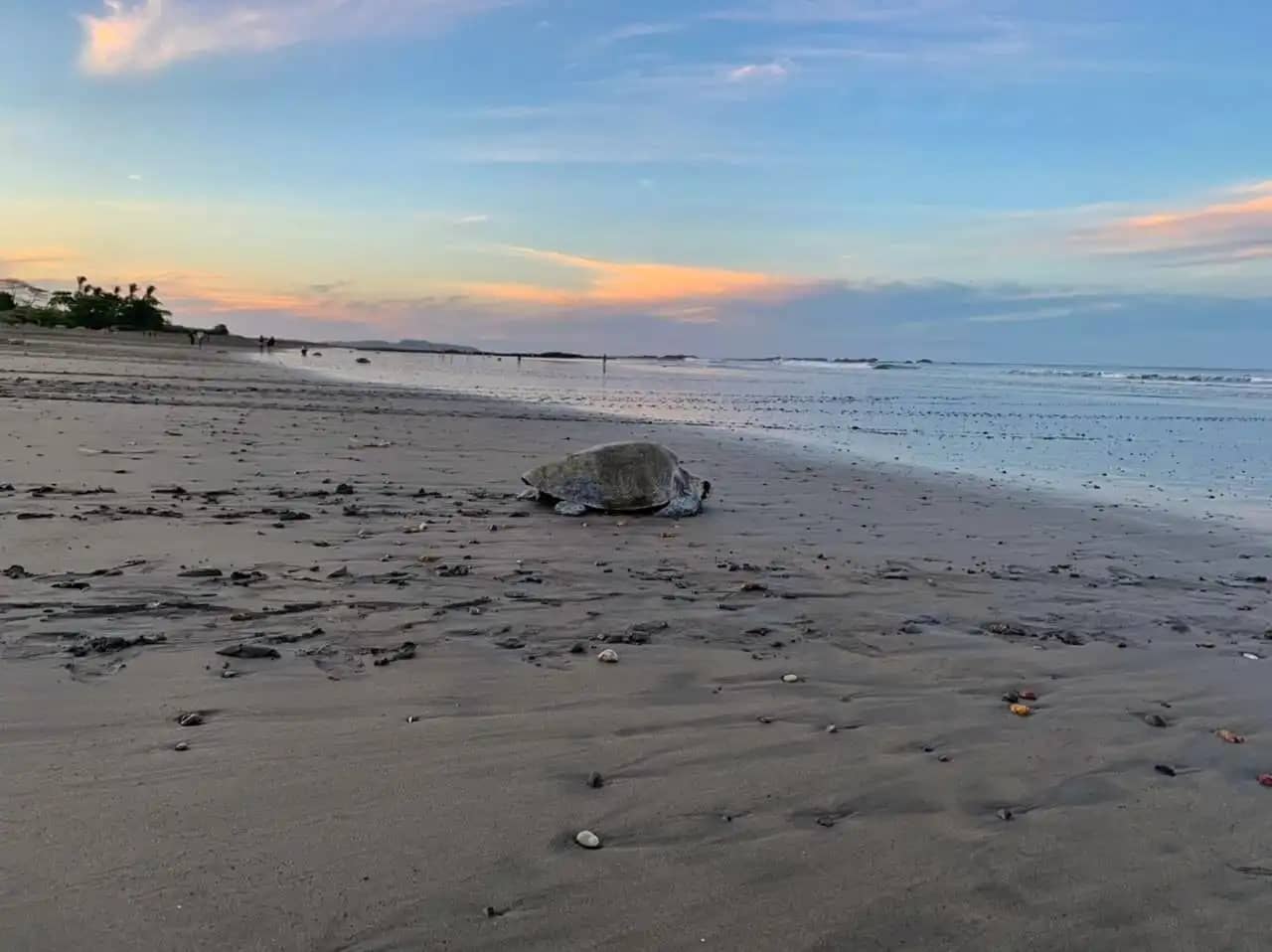 turtle watching costa rica