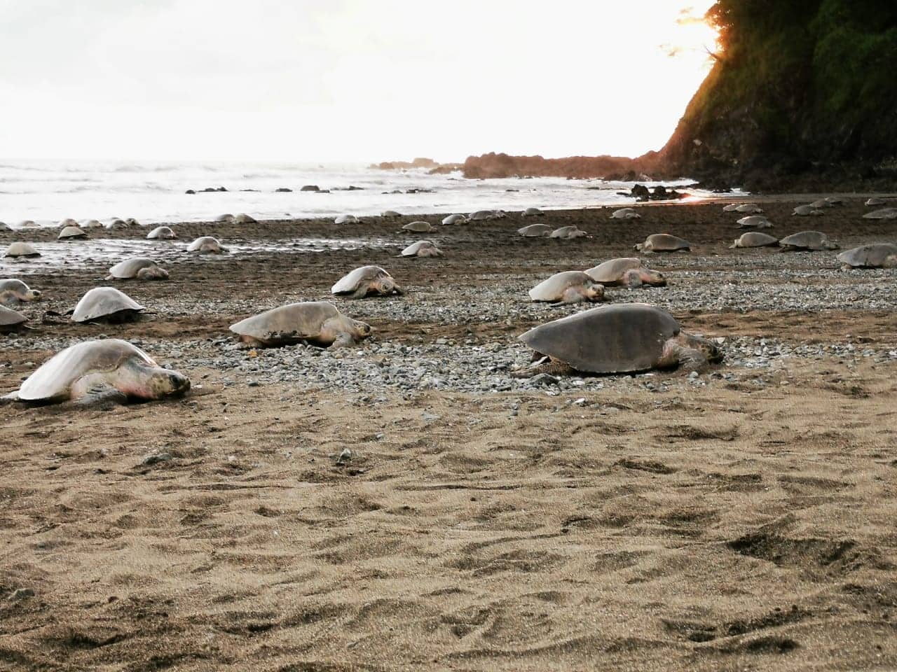 La nidification des tortues au Costa Rica la nidification des tortues au Costa Rica