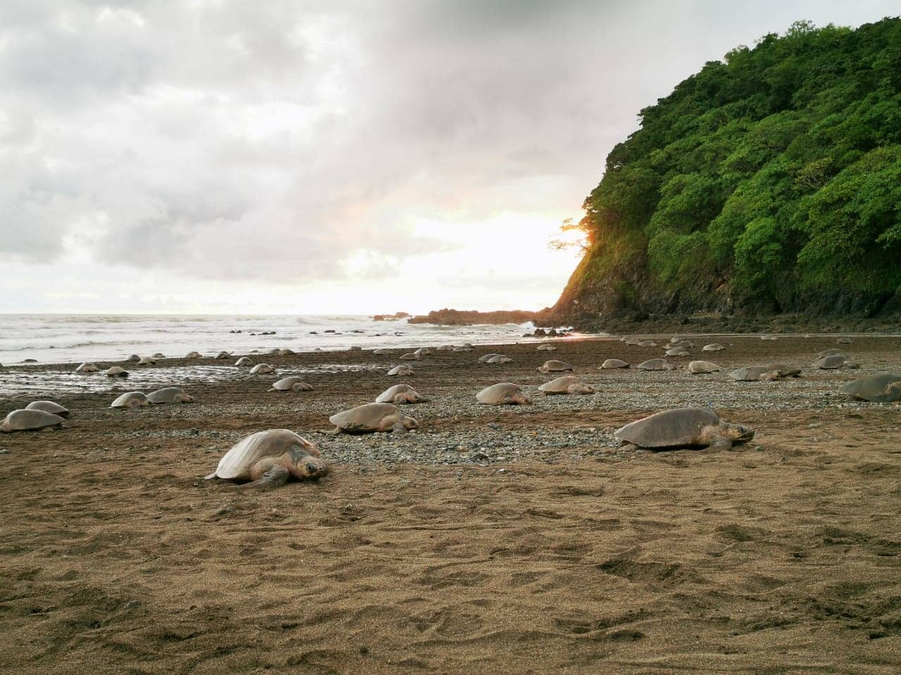 Sea Turtles - Hatching Season in Costa Rica volunteering turtles costa rica