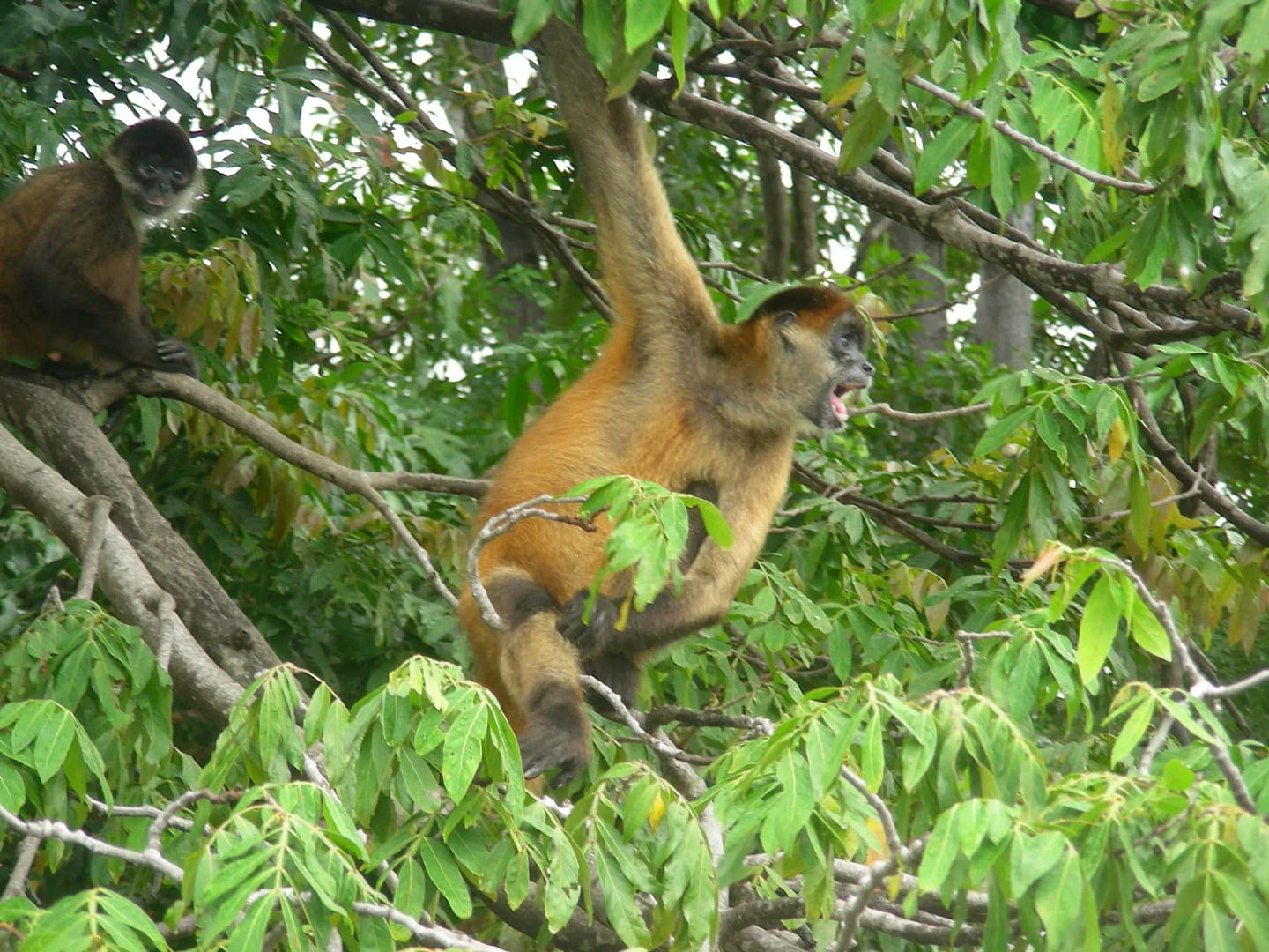 monkey costa rica