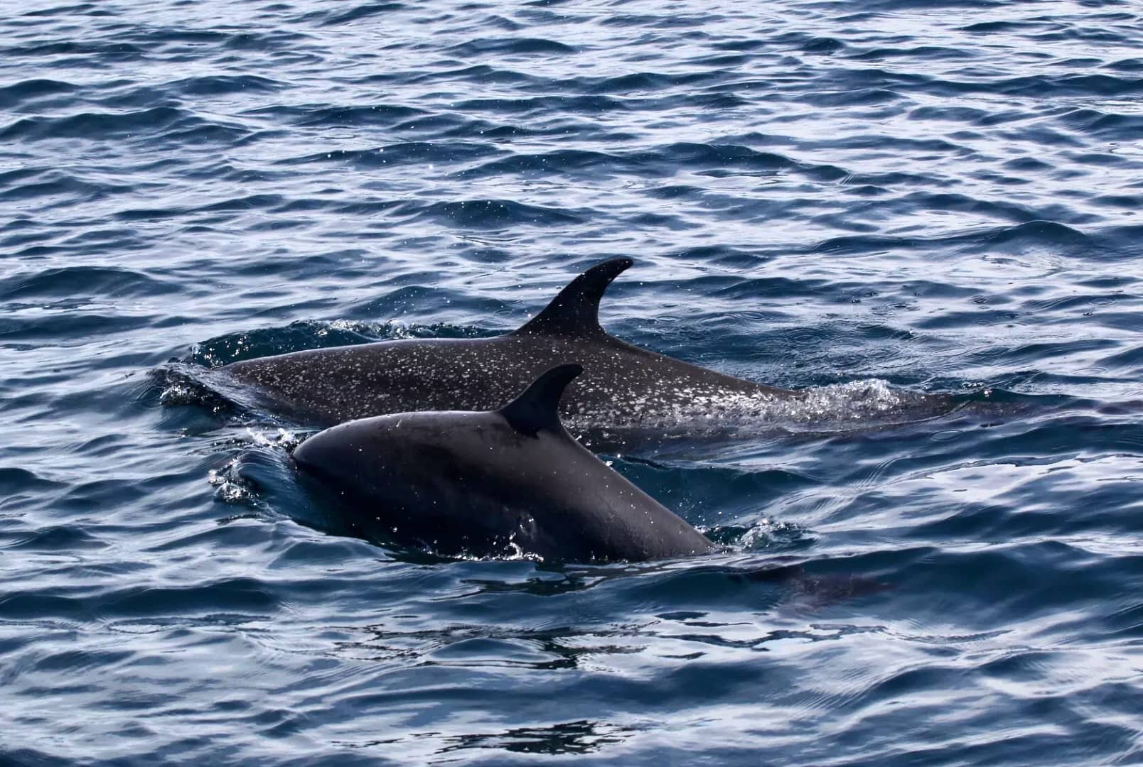 dolphin watching samara beach