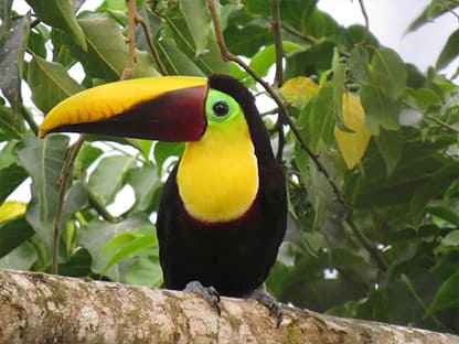 tucan costa rica