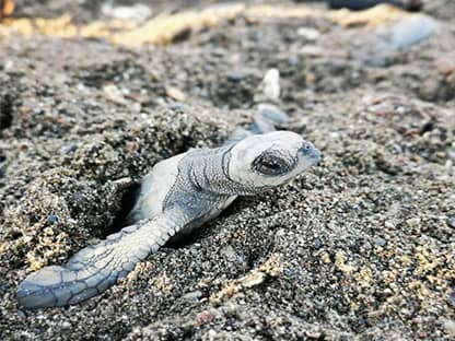 volunteering with turtles costa rica