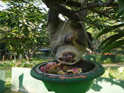 sloth refugee volunteering