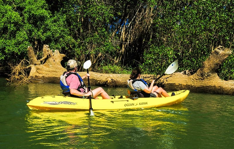 mangrove kayaking samara costa rica