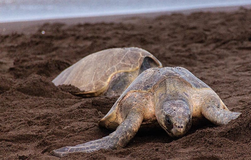 sea turtle observation camaronal costa rica