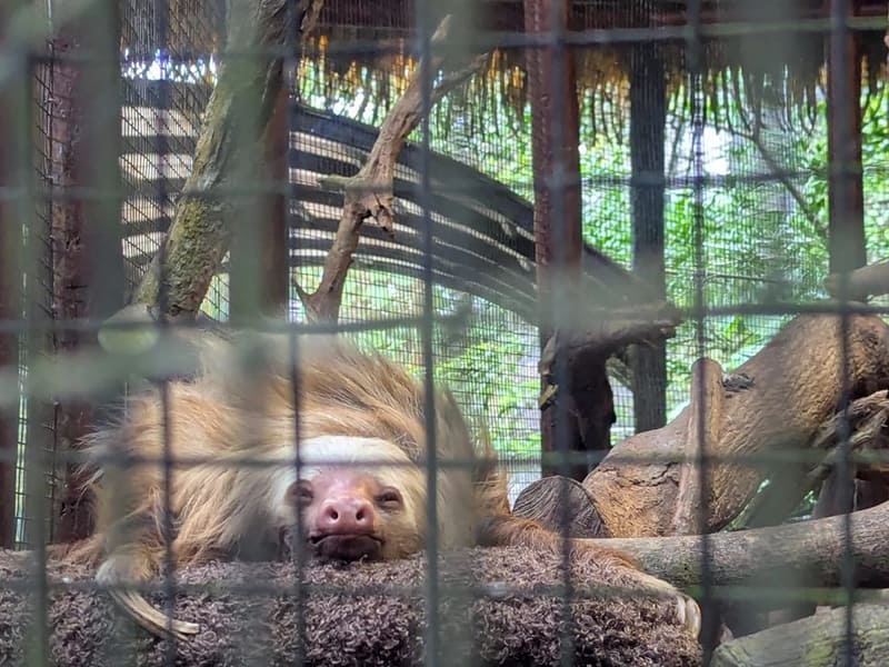 animal rescue center near heredia"