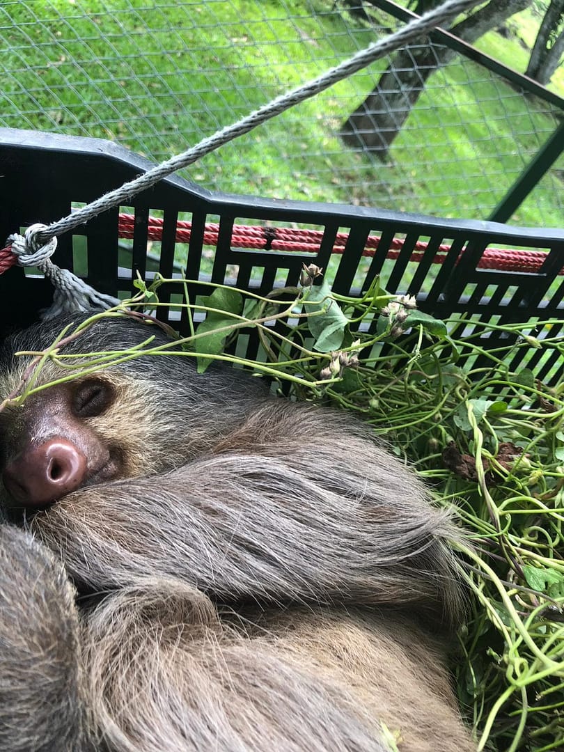 sloth costa rica