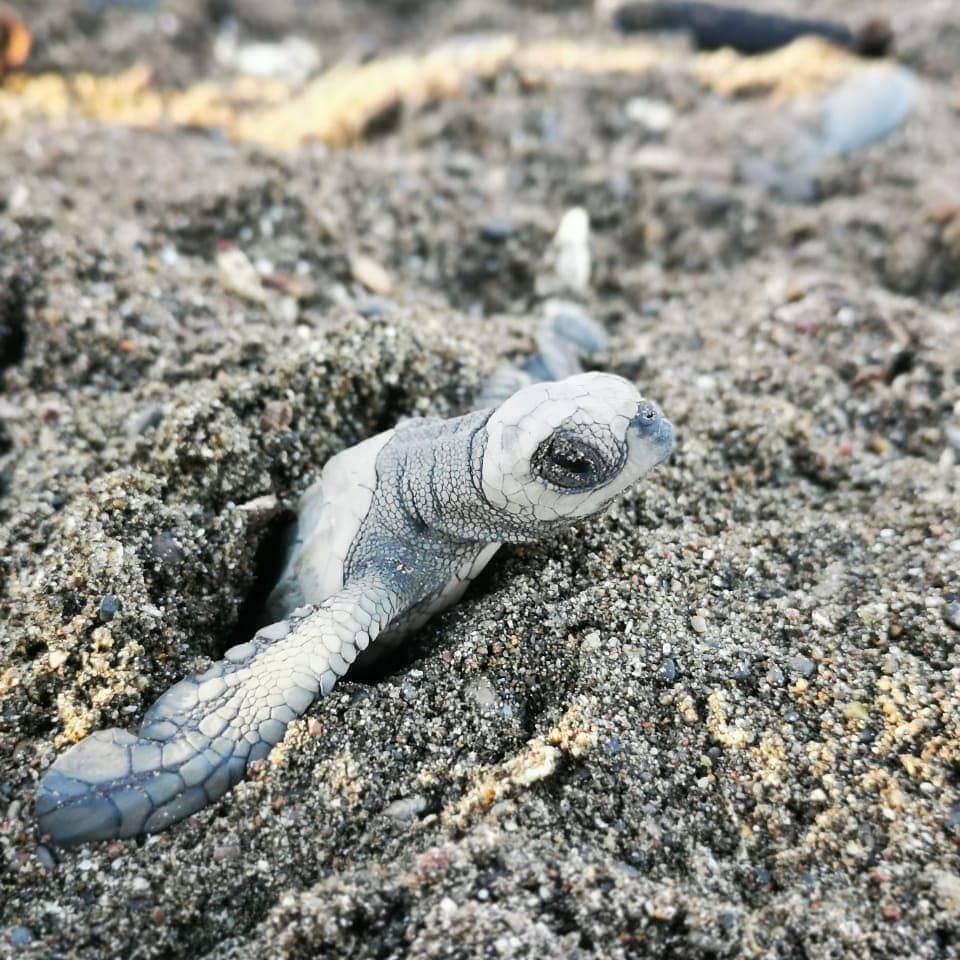 baby turtle costa rica